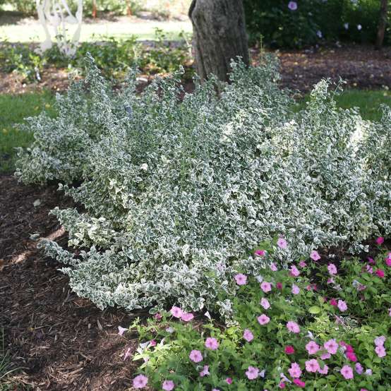 Multiple White Album Euonymus in a garden